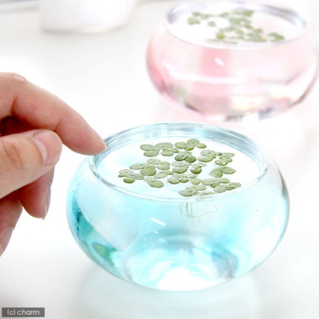 18 Cái Tôm Cá: Loại Nổi Trên Cỏ Vịt