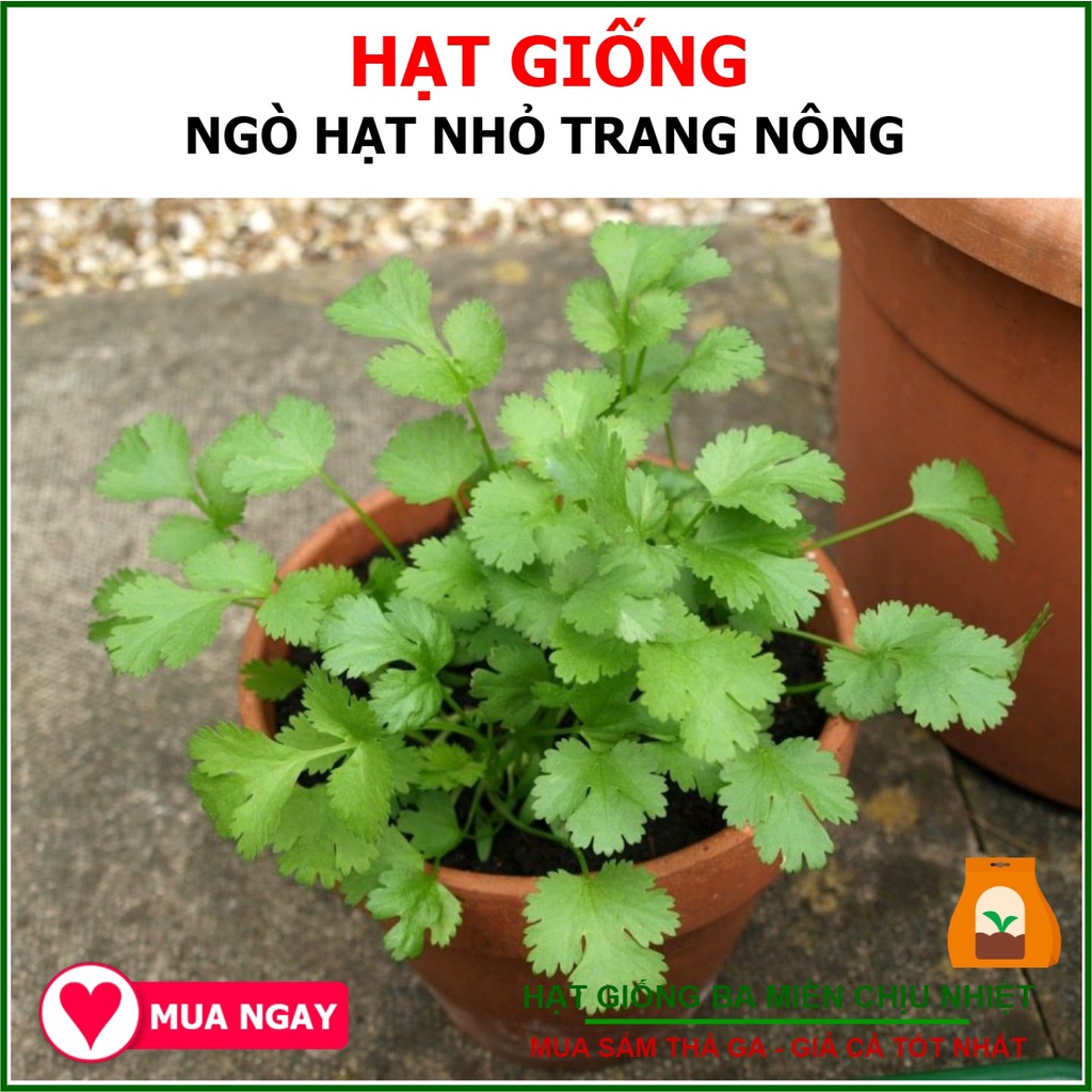 Hạt Giống Ngò Hạt Nhỏ Trang Nông 20gram