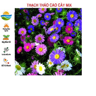 Hạt giống hoa thạch thảo cao mix 100 hạt