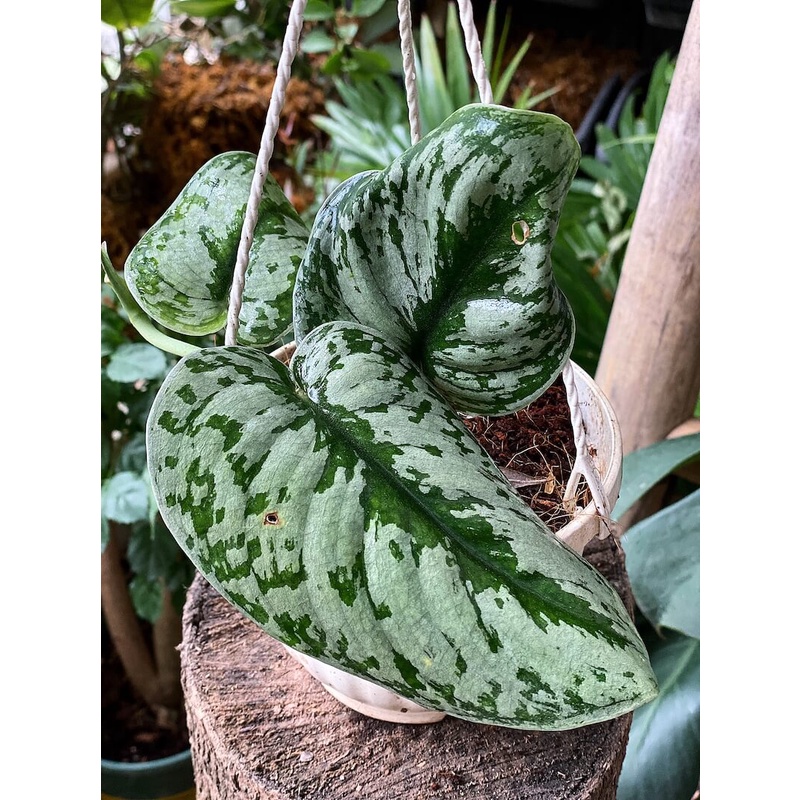 Cây Scindapsus pictus Exotica (Trầu Bà Exotica) chậu treo bí ngô 10cm