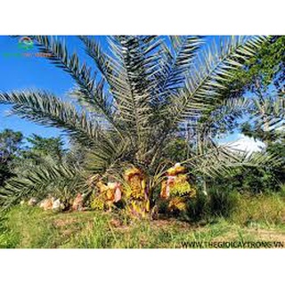 Cây chà là Trung Đông giống - 100% cây giống chuẩn F1