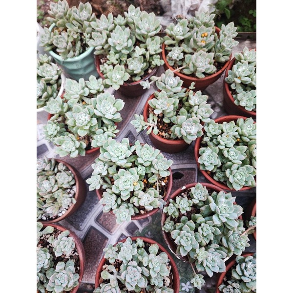 Sen đá kèm chậu như hình