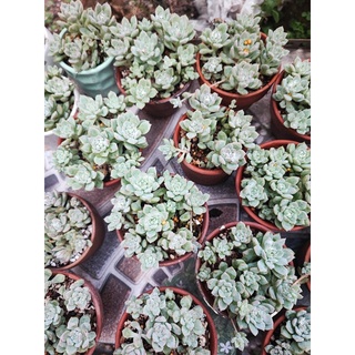 Sen đá kèm chậu như hình