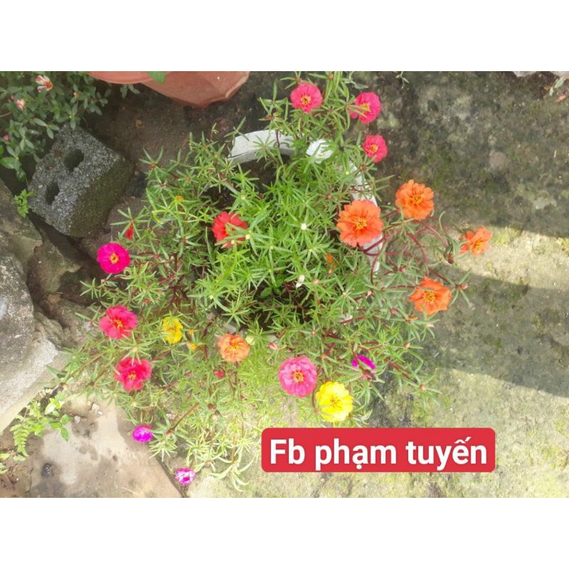 hạt hoa 10h kép mỹ
