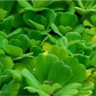 Bèo cái cây cảnh thủy sinh 5 bông