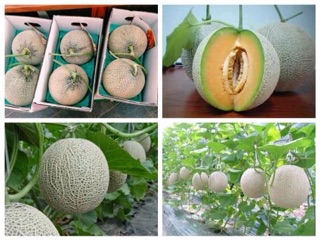 Hạt giống Dưa lưới Siêu ngọt