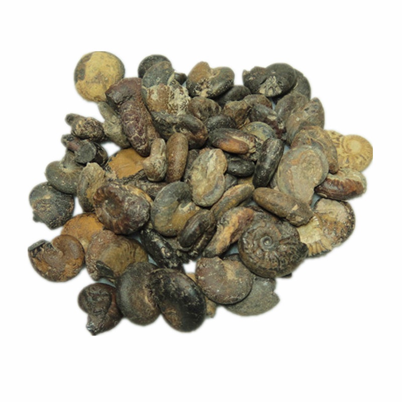 Bộ Sưu Tập Hóa Thạch Cao Ammonite Ốc Sên Tự Nhiên Cho Vẹt