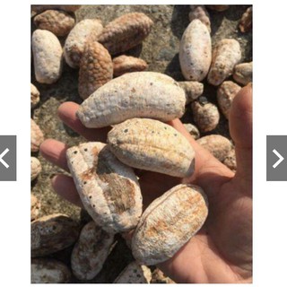 Chuối hột rừng nguyên quả Tây Bắc 1 kg khô chín thơm