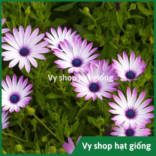 50 hạt giống hoa cúc châu phi (cúc nam phi)
