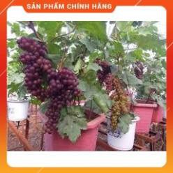 Hạt Giống Nho Pháp Lùn LUCKY SEEDS ( 10 hạt)