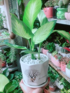 Chậu Cây Vạn Niên Thanh