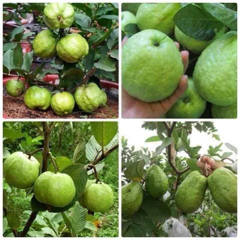 ỔI LÙN TRỒNG CHẬU