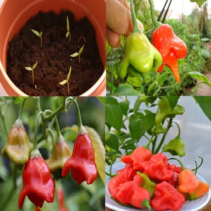 Hạt giống ớt hoa hồng F1 Nga cây thấp