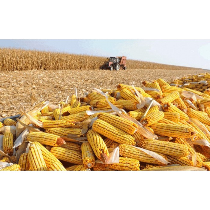 HẠT BẮP CHĂN NUÔI BẮP NGÔ F1- GÓI 100 GRAM