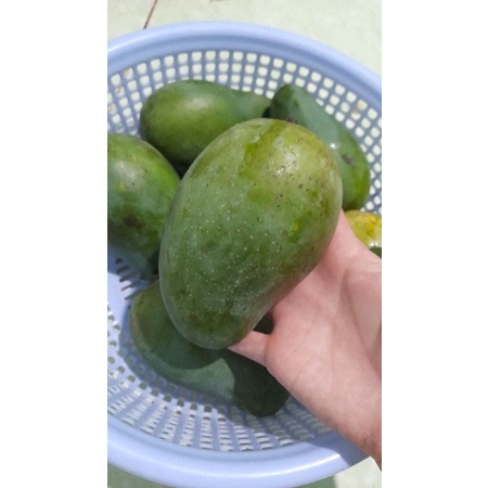 Xoài keo chua ngọt