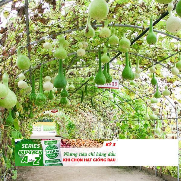 GÓI 5 HẠT GIỐNG BẦU HỒ LÔ
