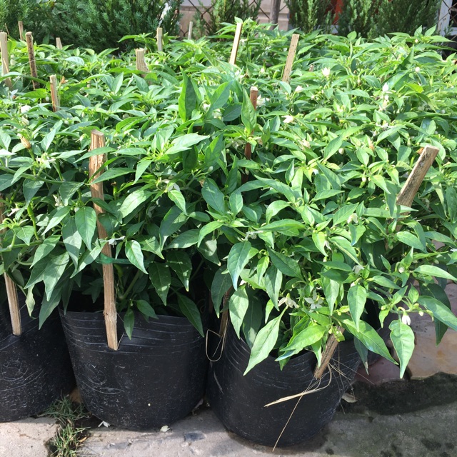 Ớt hiểm siêu trái, ra quanh năm
