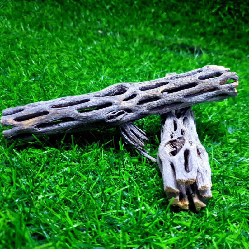 Lũa cholla cho tép cảnh 15cm