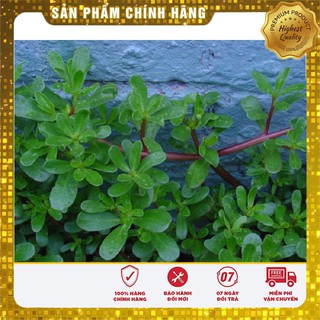 Hạt giống rau sam -sâm đất LUCKY SEEDS