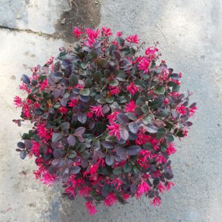 Cây 🌲 Hồng Phụng lá đỏ...hoa hồng đậm