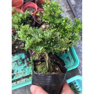 bon sai mini, bonsai linh sam 86 hoa tím nhỏ