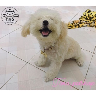 Vòng cổ Chó mèo 2 lớp - Cún