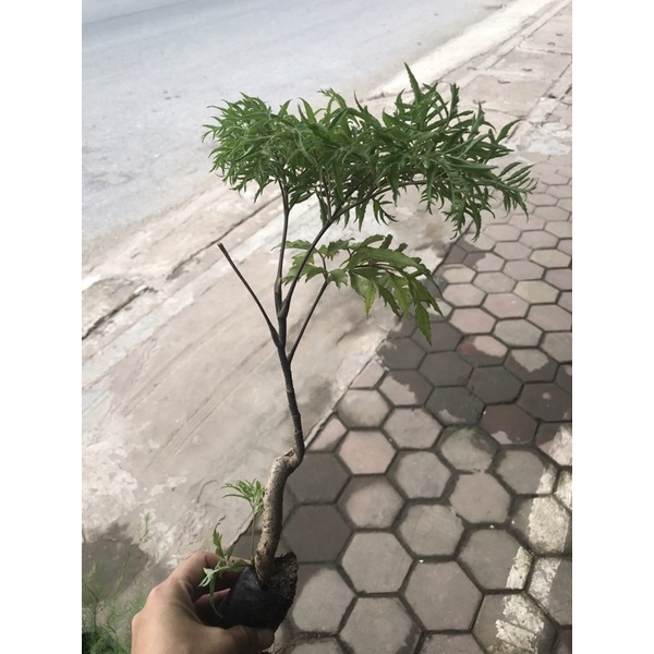 Cây Đinh lăng