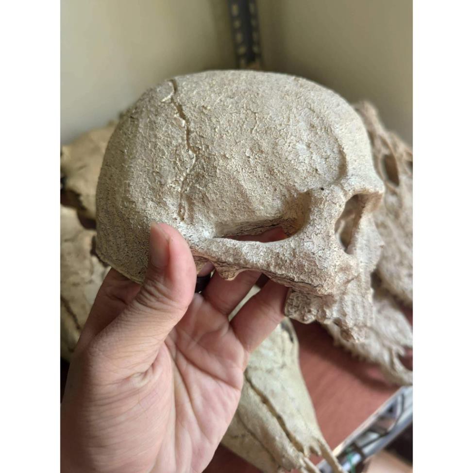 Phụ kiện Mô hình đầu sọ bằng nhựa trang trí chuồng .( Pet Khu vườn )