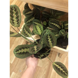 Maranta Prayer