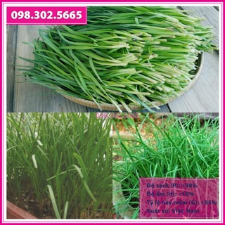 Gói 10gr hạt giống lá hẹ ta