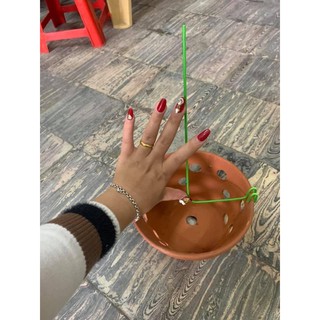 Que Nẹp Chậu Giữ Lan, Kẹp chậu (Dài 28-30cm )