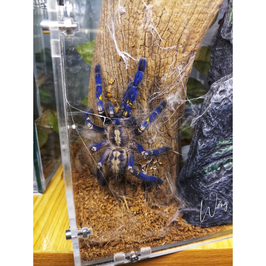 Hộp Nuôi Nhện Cây 20-20-30 tank tarantula