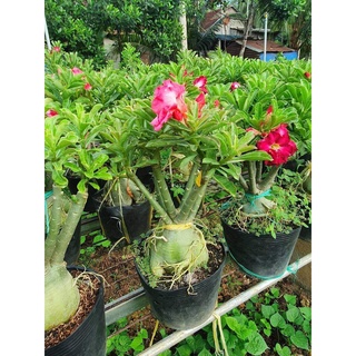 Sứ thái cánh kép CAO 50 cm TO như hình đăng, ĐÃ CÓ NỤ, CÓ HOA