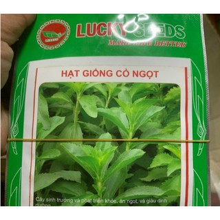 Hạt giống cỏ ngọt lucky seeds