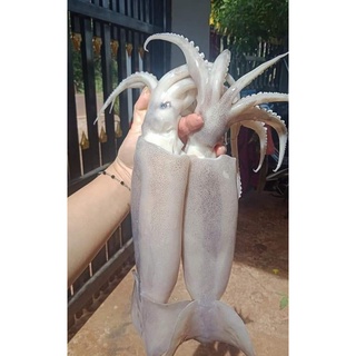 Mực ống tươi Size 3-5 con 1Kg