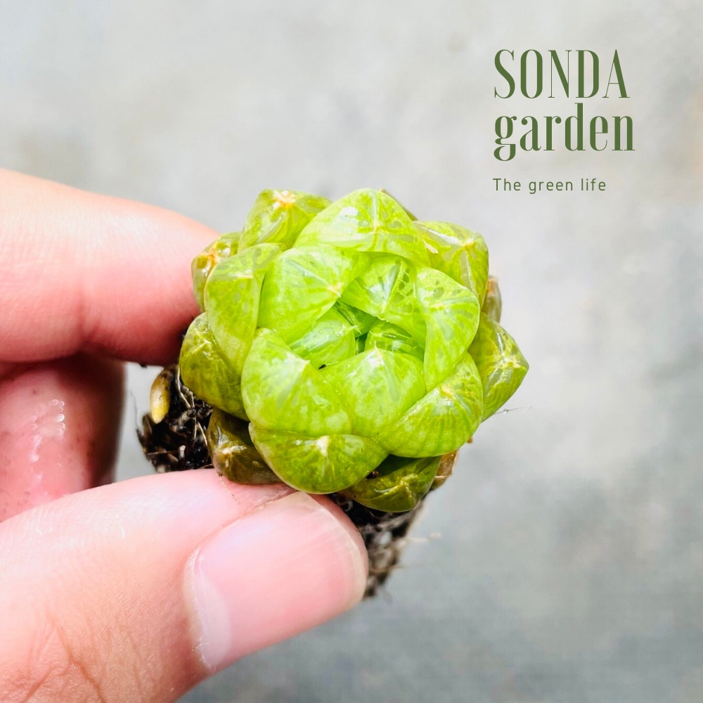 Sen đá ngọc lá bé SONDA GARDEN size mini 2.5-4cm, xuất xứ Đà Lạt, khoẻ đẹp, lỗi 1 đổi 1