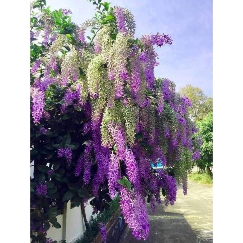 Cây hoa mai xanh Thái