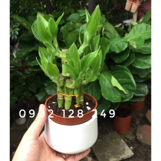 Trúc Phát Lộc Chậu Sứ