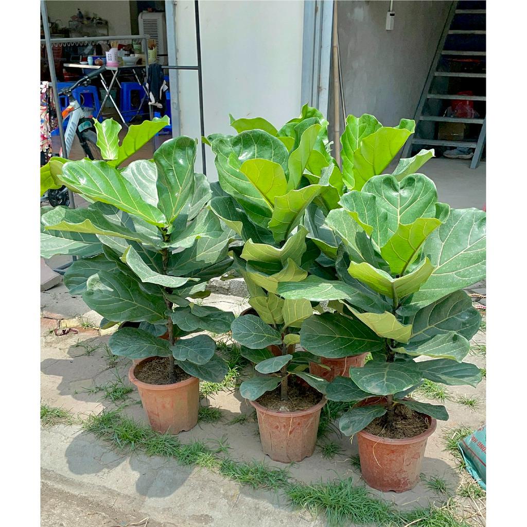 Cây bàng singapore cao 80cm @