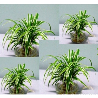 Cỏ lan chi Bạch Chỉ loại có củ trắng ở rễ
