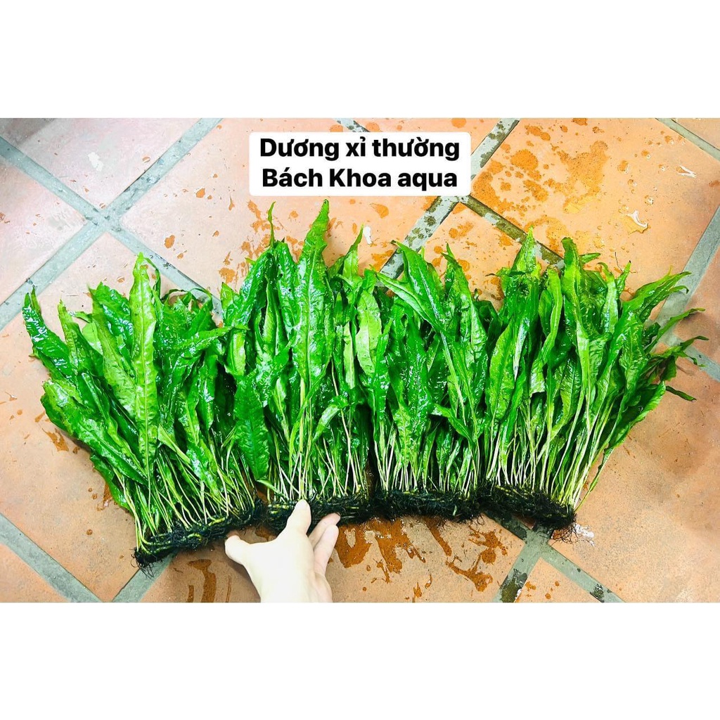 Cây Dương Xỉ Thường