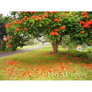 hoa phượng lửa(phượng hoàng đỏ)