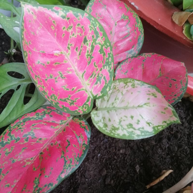 Cây vạn lộc