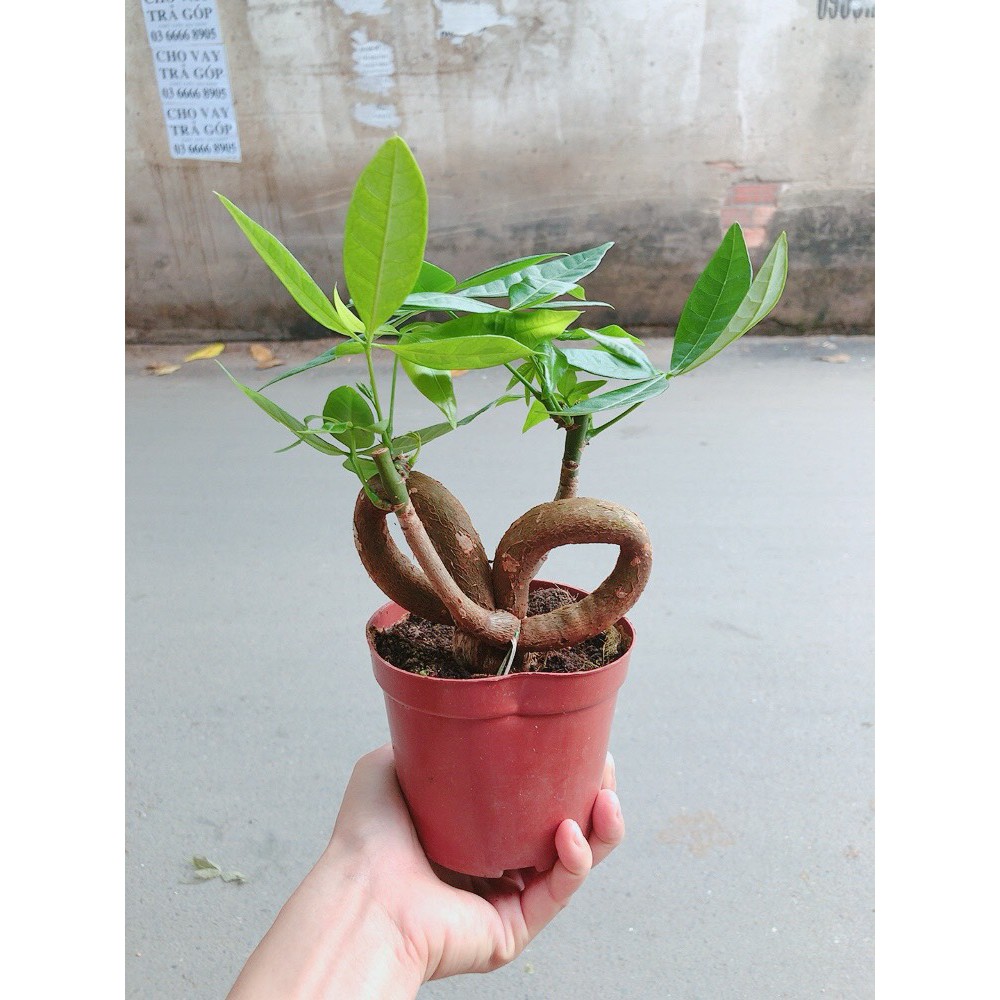 Chậu kim ngân nơ