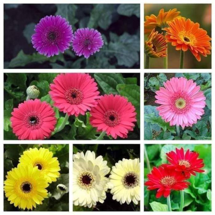 Gói 100 Hạt Giống Hoa Đồng Tiền Kép Lùn - Mix (Gerbera)