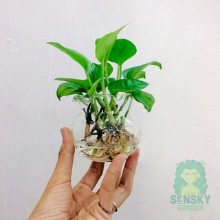 COMBO CÂY TRẦU BÀ LÁ NHỎ MINI SIZE VÀ CHẬU THUỶ TINH