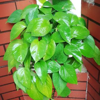 Trầu bà_ cây phong thủy( cành giống có dễ)