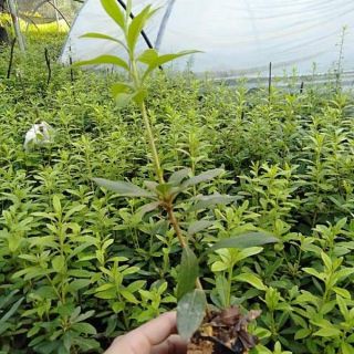 Combo 5cây hoa đỗ quyên giống