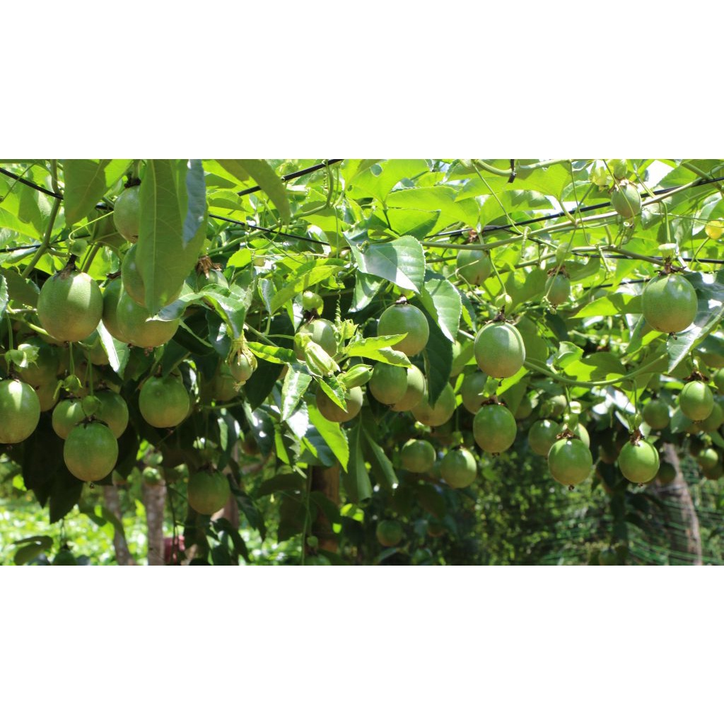 Phân bón lá Rong Biển - Kích rể, kích đọt, nảy mầm, xanh cây, dầy lá - Chai 1 lít