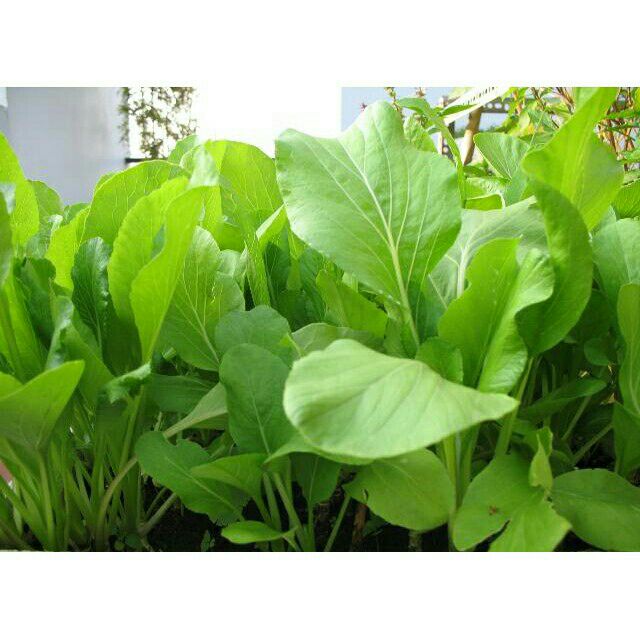 Hạt giống cải ngọt cao sản